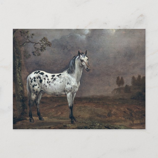 The Piebald Horse, 1653 Postcard (Front)