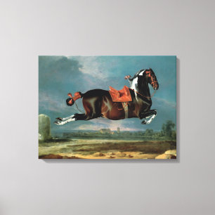 The piebald horse 'Cehero' rearing Canvas Print