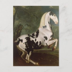The Piebald Stallion at the Eisgruber Stud Postcard