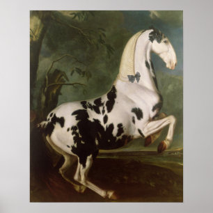 The Piebald Stallion at the Eisgruber Stud Poster