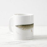 The Pike Fish Fisherman's Mug<br><div class="desc">Wonderful drawing of a Pike repurposed on a mug for that fisherman in your life!</div>