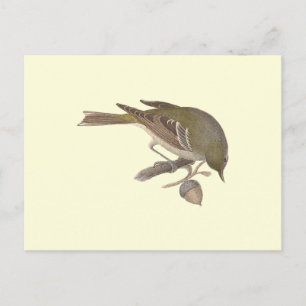 The Pine Warbler (Sylvicola pinus) Postcard