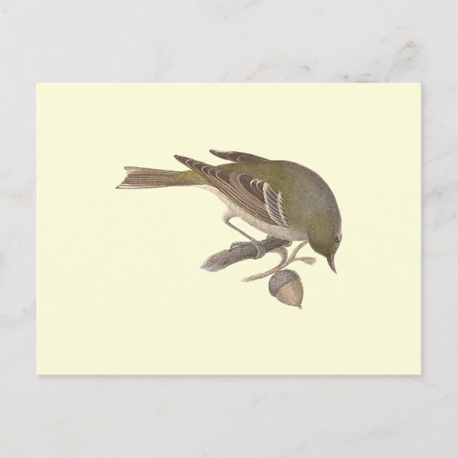 The Pine Warbler 	(Sylvicola pinus) Postcard (Front)