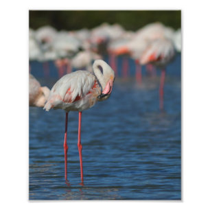 The pink flamingo of Camargue Photo Print
