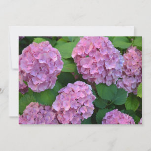 The pink Hortensia hydrangea bush  Card