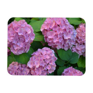 The pink Hortensia hydrangea bush   Magnet