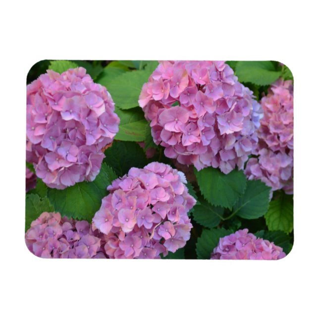 The pink Hortensia hydrangea bush   Magnet (Horizontal)