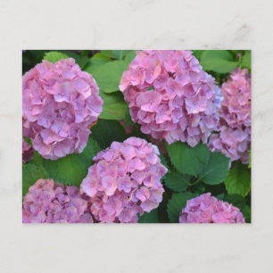 The pink Hortensia hydrangea bush  Postcard