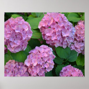 The pink Hortensia hydrangea bush Poster