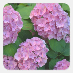 The pink Hortensia hydrangea bush Square Sticker