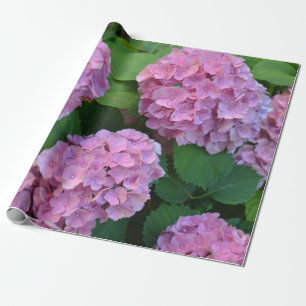 The pink Hortensia hydrangea bush  Wrapping Paper