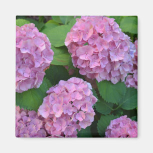 The pink Hortensia hydrangea Magnet