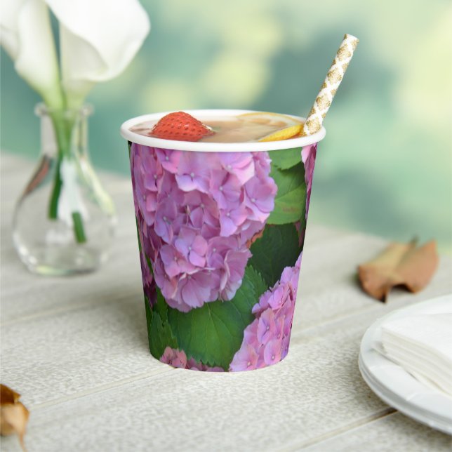 The pink Hortensia hydrangea  Paper Cups (Insitu)