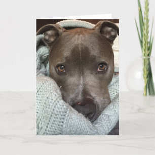 The Pitbull-Ferocious? I think not. Card