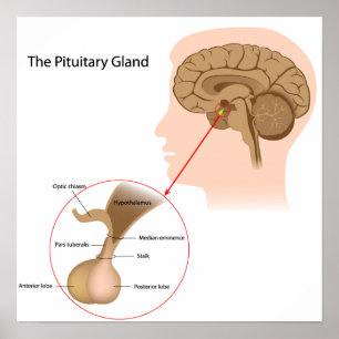 The pituitary gland Poster