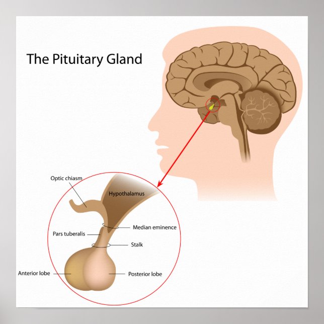 The pituitary gland Poster (Front)