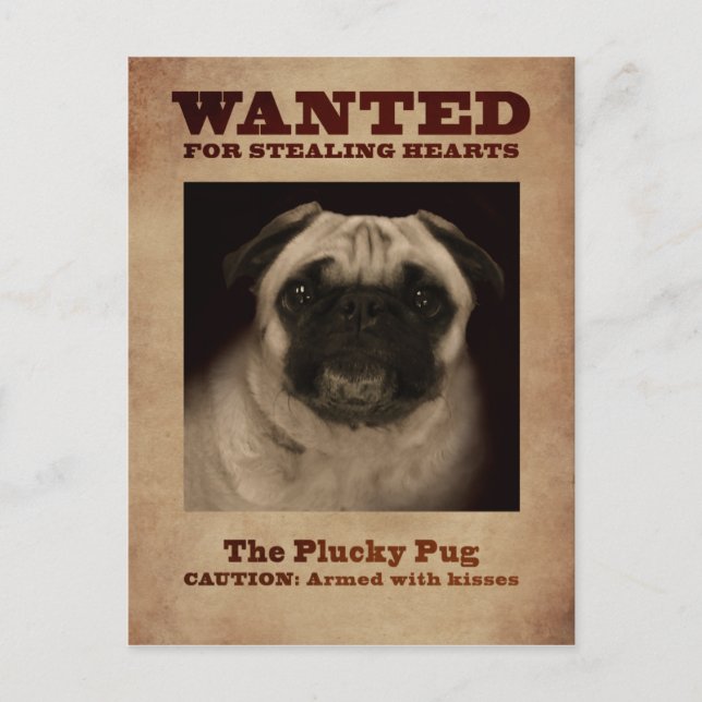 The Plucky Pug Postcard (Front)