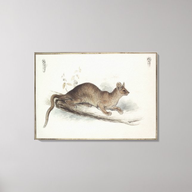 The Polecat, 19th century Canvas Print (Front)