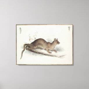 The Polecat, 19th century Canvas Print