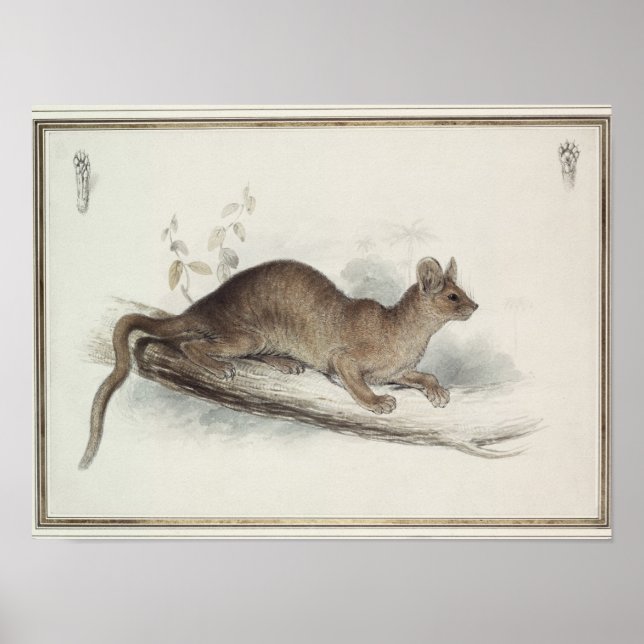 The Polecat, 19th century Poster (Front)
