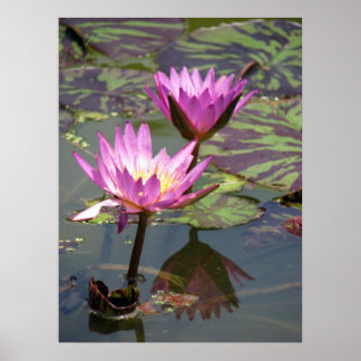 The Pond Poster