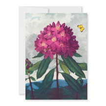 The Pontic Rhododendron, Antique Print