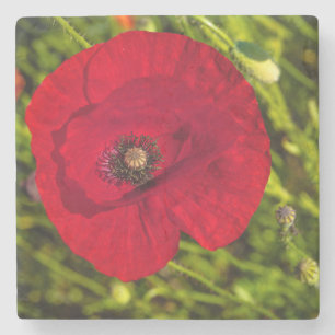 The poppy series #2 stone coaster