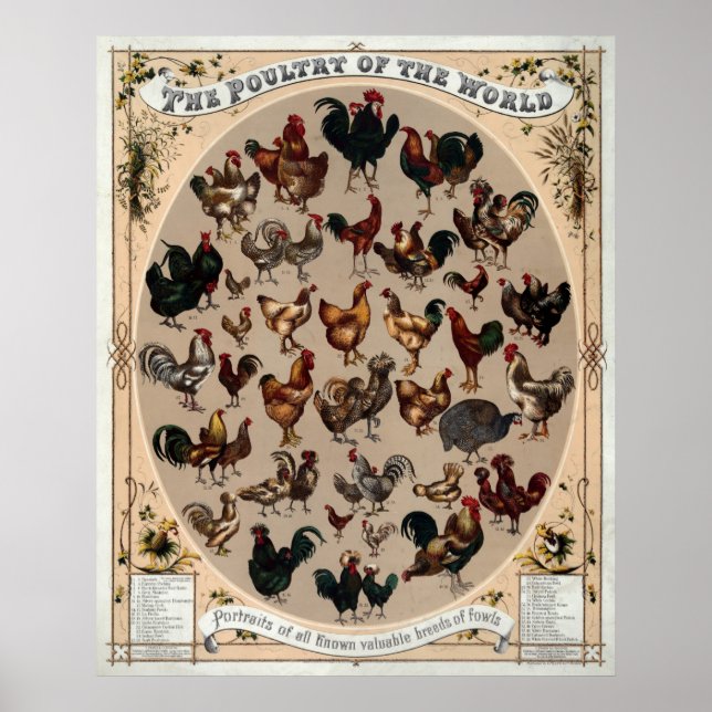 The poultry of the world poster (Front)