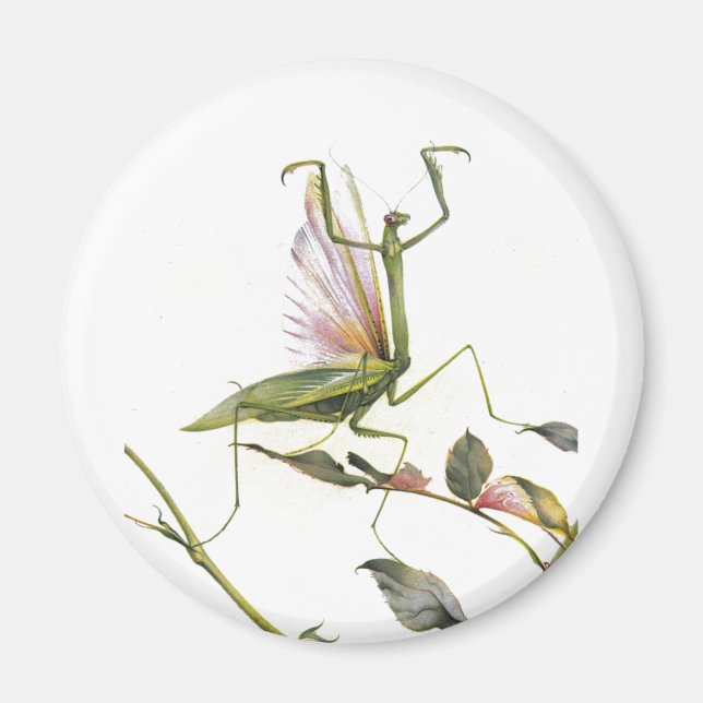 THE PRAYING MANTIS MAGNET (Front)