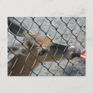 The Precious Deer - Postcard