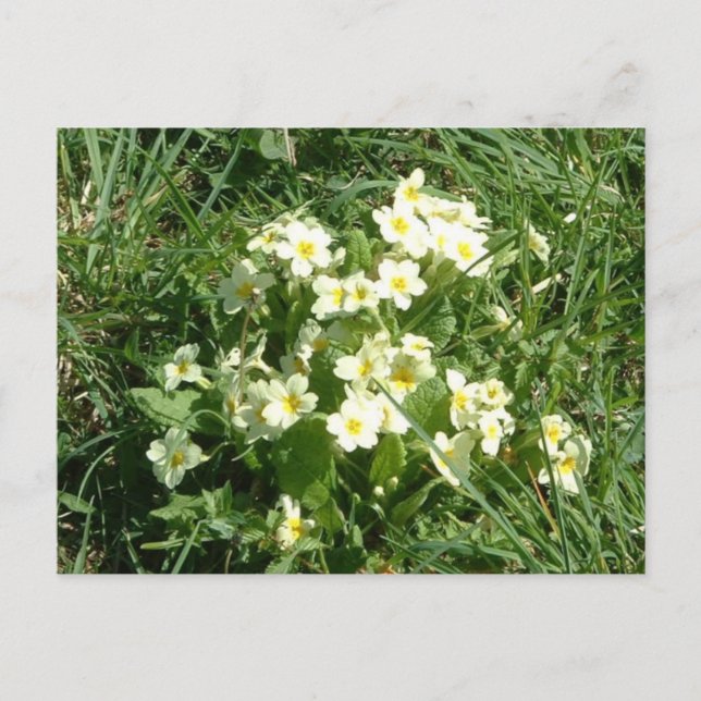 The Primroses Postcard (Front)