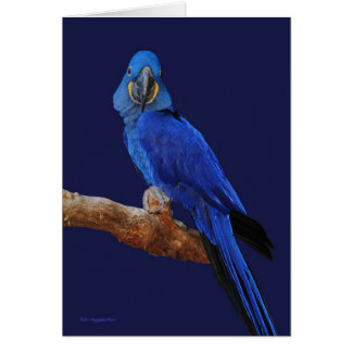 The Prince of Parrots