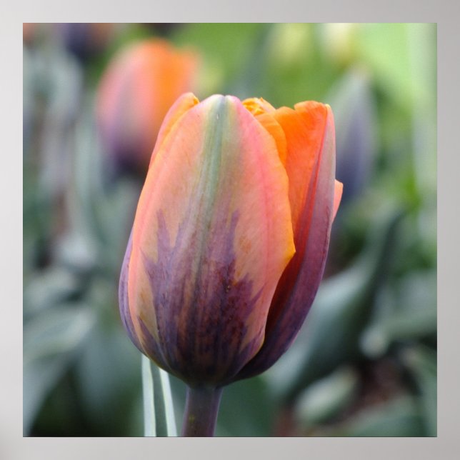 The Princess Irene Tulip Poster (Front)