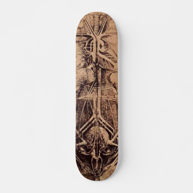 The Principle Organs and Vascular and Urino-Genita Skateboard (Front)