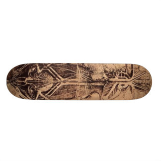 The Principle Organs and Vascular and Urino-Genita Skateboard