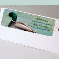 The Proud Mallard Duck as Return Address Labels