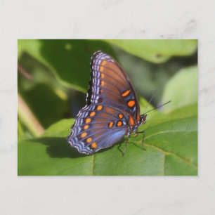 "The Proud One" Butterfly Photography Postcard