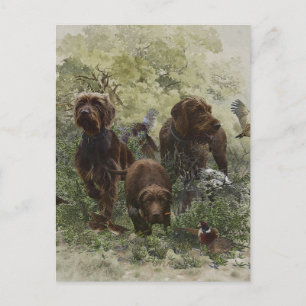 The Pudelpointer       Postcard