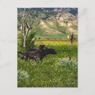 The Pudelpointer  Postcard