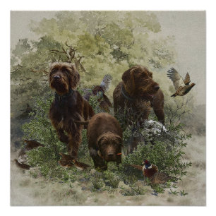 The Pudelpointer      Poster