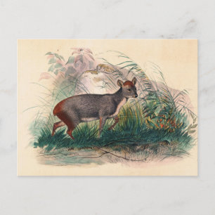 The Pudu Deer by Joseph Wolf Postcard