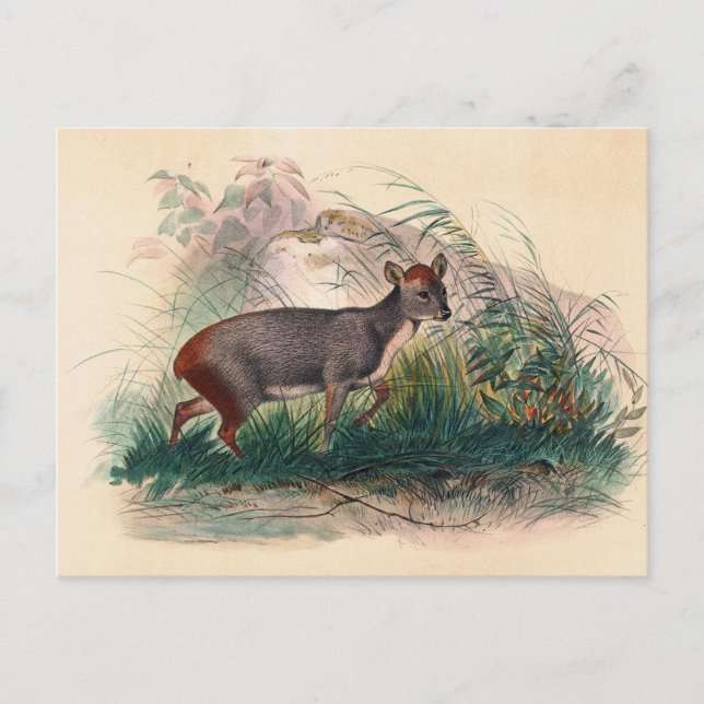 The Pudu Deer by Joseph Wolf Postcard (Front)