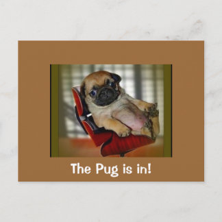 The Pug is in! Postcard