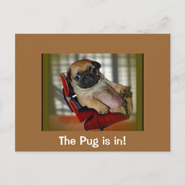 The Pug is in! Postcard (Front)
