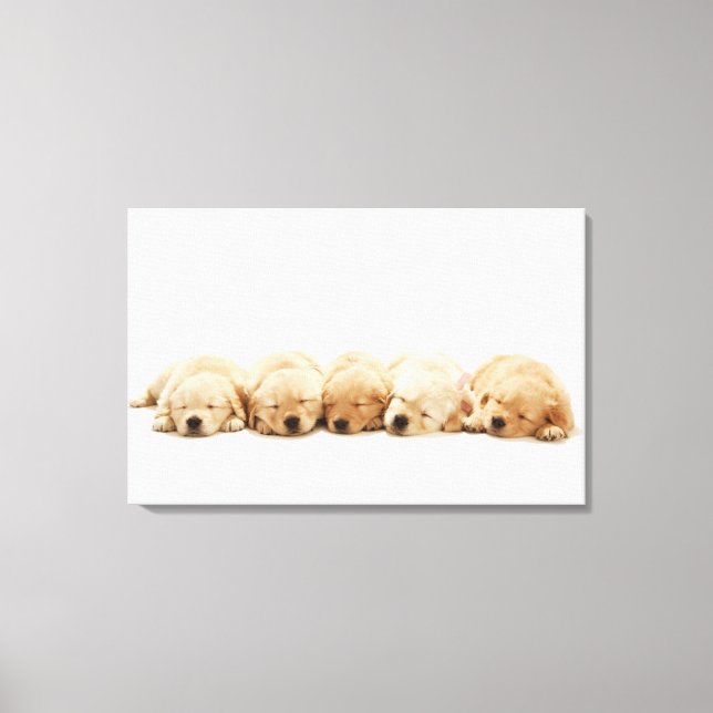 The puppies of the golden retriever canvas print (Front)