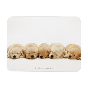 The puppies of the Golden Retriever Magnet