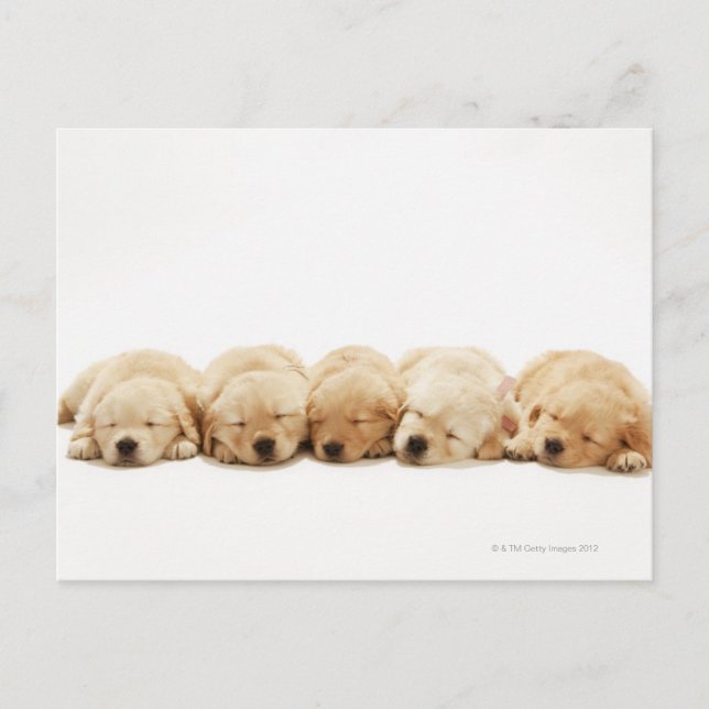 The puppies of the Golden Retriever Postcard (Front)