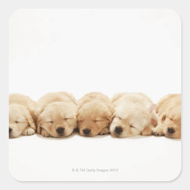 The puppies of the golden retriever square sticker (Front)