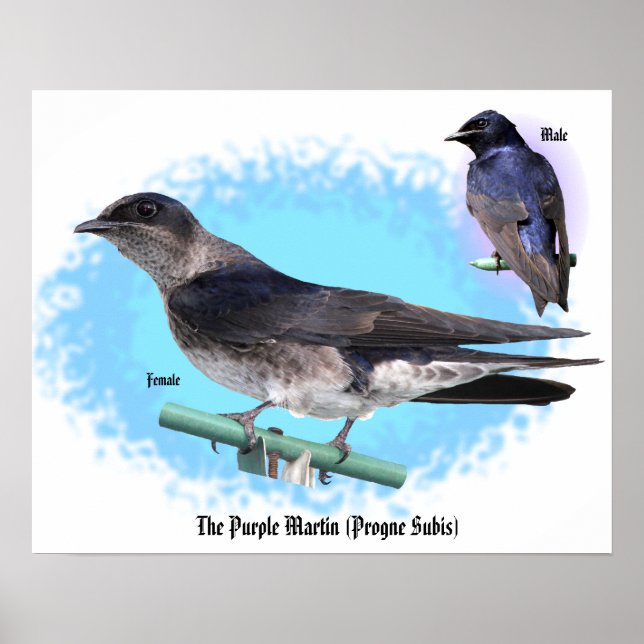 The Purple Martin Poster (Front)