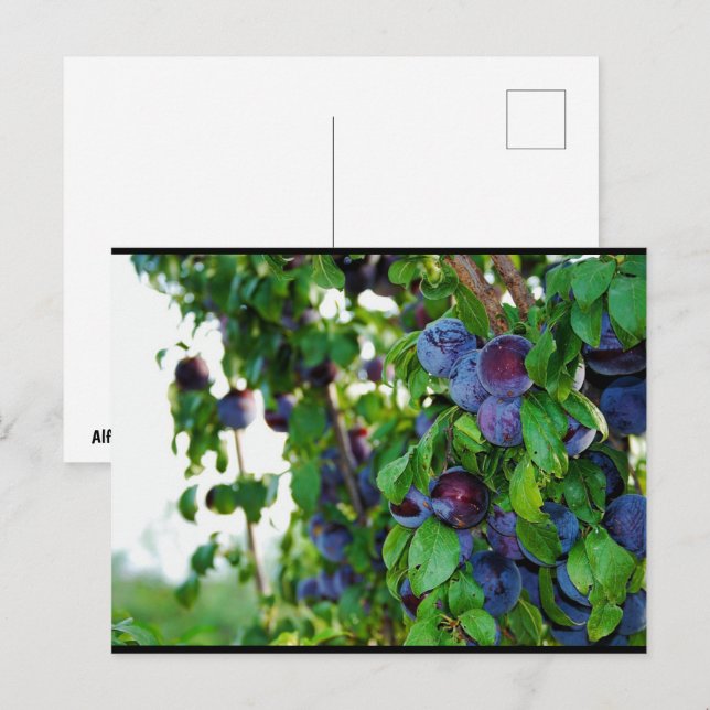 The Purple Plum Tree Postcard (Front/Back)